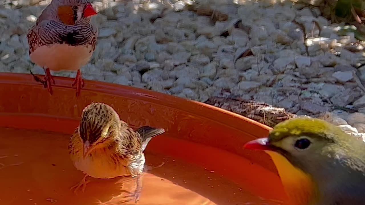 Softbills and finches bathing