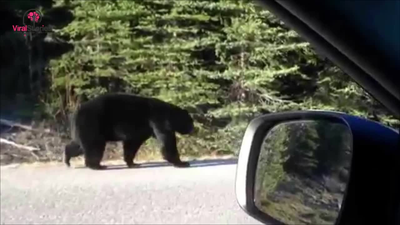 This Baby Bear Collapses In Middle Of Road, Cop Realizes He Needs To Run