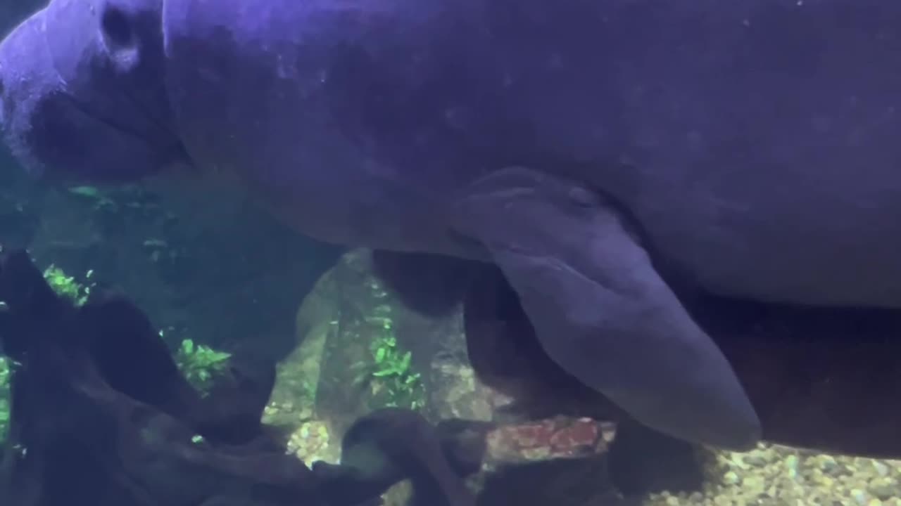 Manatee Has an Emotional Support Log