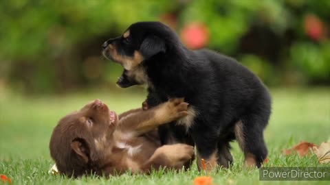 Cute small dogs fighting