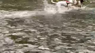 Dogs having a cool down swimming