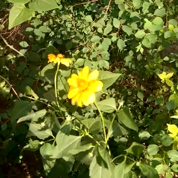 Nice Ukrainian flowers on the street