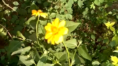 Nice Ukrainian flowers on the street