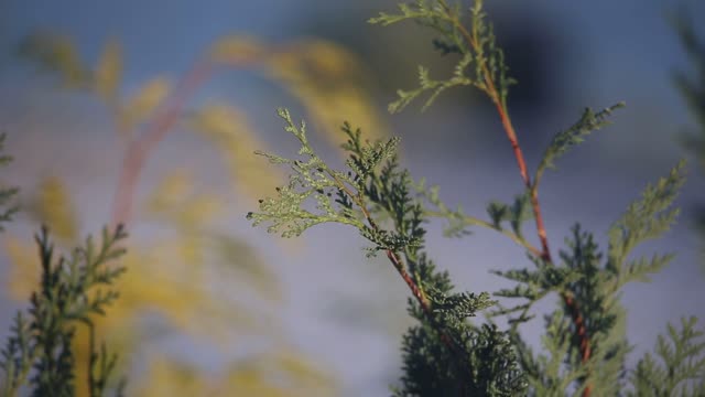 Beautiful bird in a tree