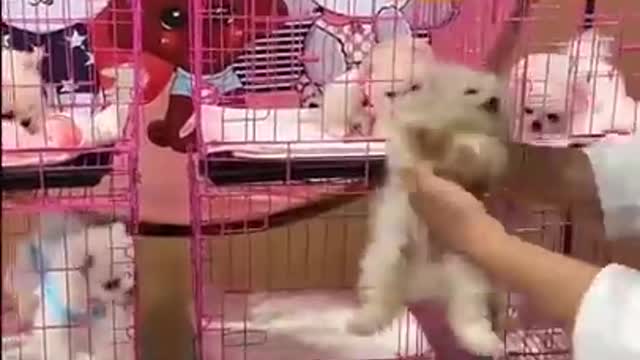 Unbelievable Mini Pomeranian _ Funny and Cute Pomeranian Video