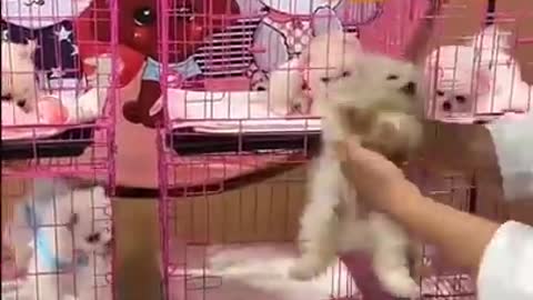 Unbelievable Mini Pomeranian _ Funny and Cute Pomeranian Video