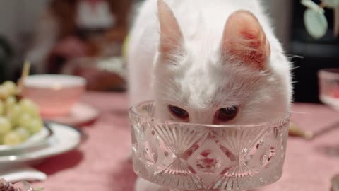 Cat eating food but not