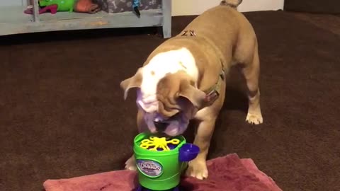 Dog Discovers Bubbles