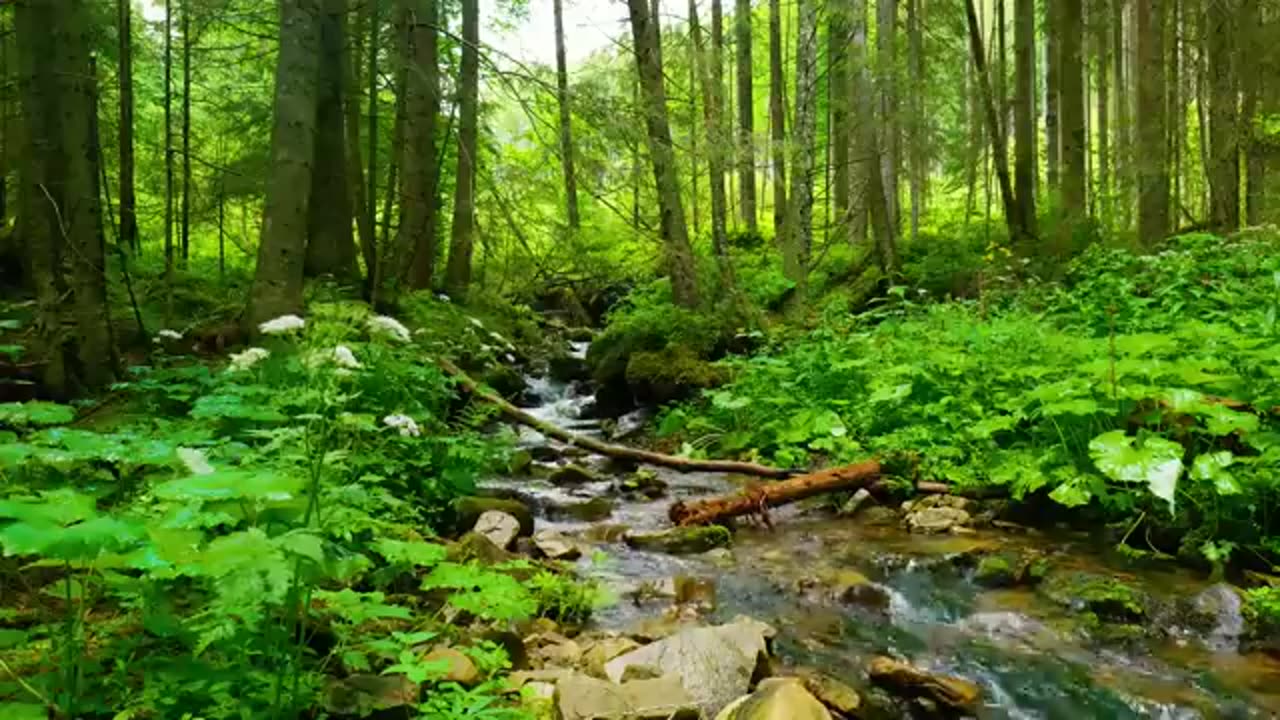 Running Creek with birds calling for concentration and meditation.