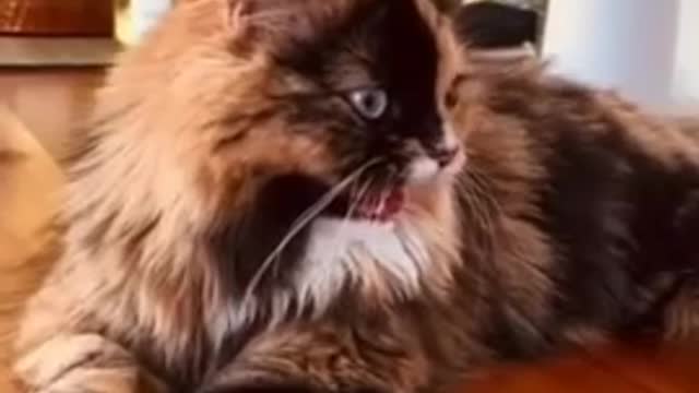 cute cat | double color ki billi | डबल कलर की क्यूट बिल्ली