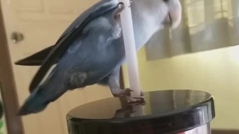 Bird pole dance