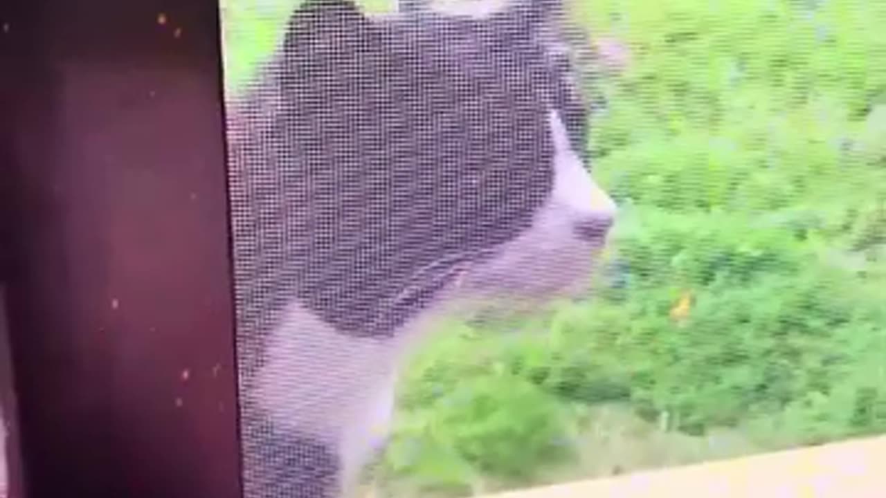 Funny cats Reaction