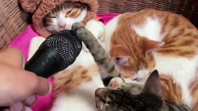 Baby Cats - Cute and Funny Cat Videos Compilation pt4 | Cute cats of the world