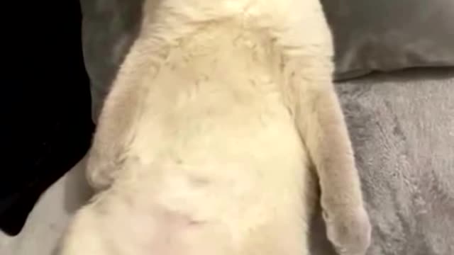 Funny cats shorts #9/ #shorts