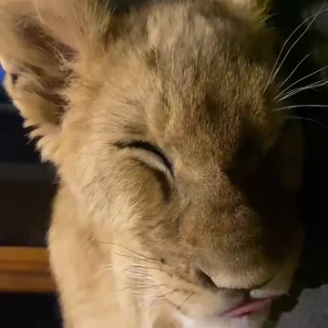 A lion cub dreaming of milk .