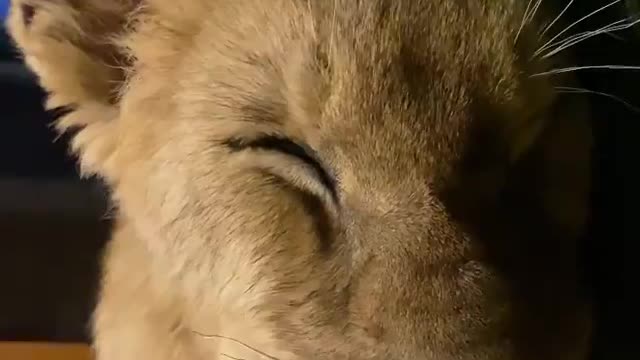 A lion cub dreaming of milk .