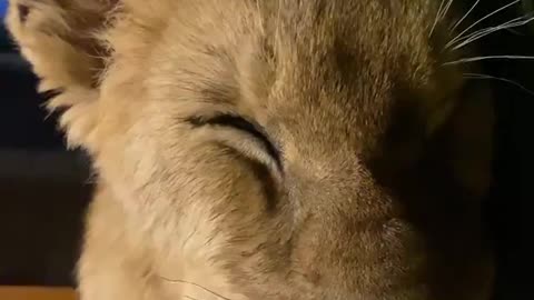 A lion cub dreaming of milk .