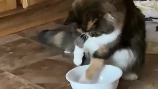 Cats Playing With Water |