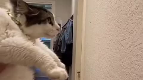 Funny Animals | test if your Cat is Smart | 🤣🤣