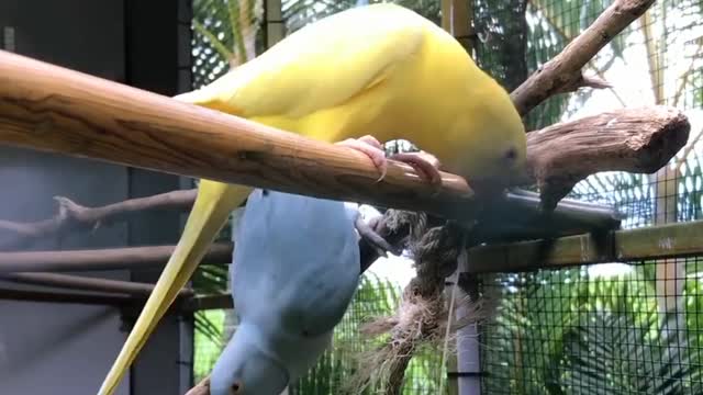 Pássaros brincando
