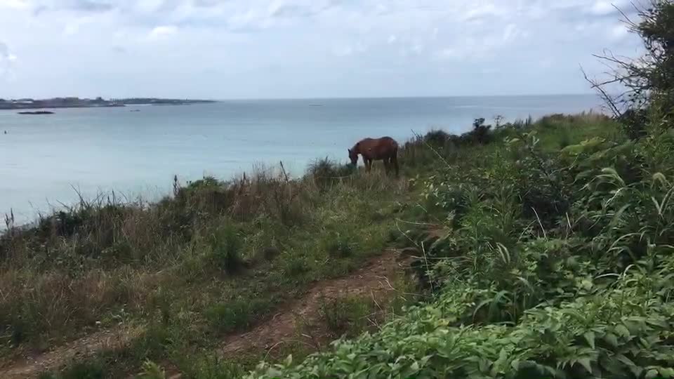 Jeju Island in Korea horse