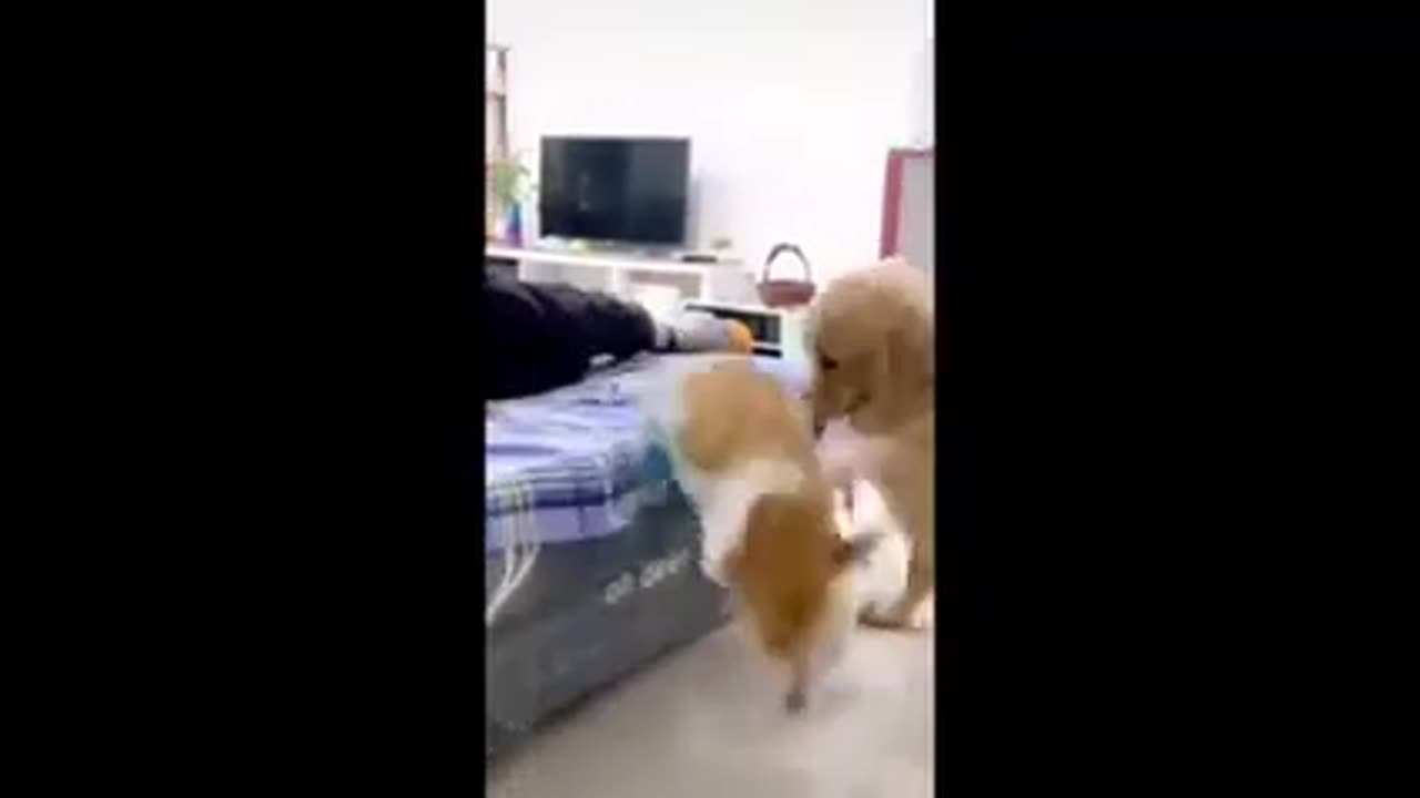 Funny animals video cut dog and cat