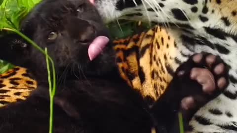 Black Panther Or Leopard Friendship