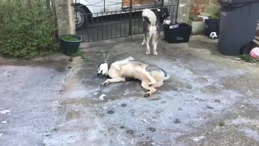 What My HUSKY Does When He Finds SNOW and ICE!!