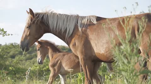 HORSES