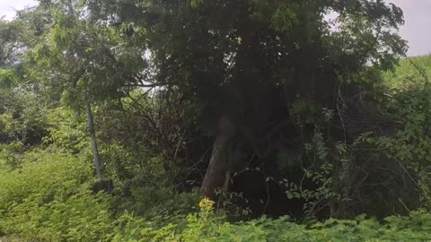 Beautiful roadside nature video in india