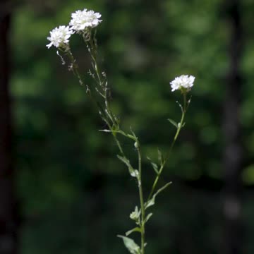 Close up of a Flowering Plant