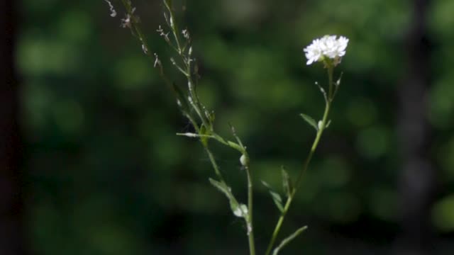 Close up of a Flowering Plant