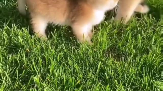 The world of cats.2022