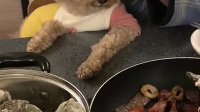 a dog that wants to eat meat