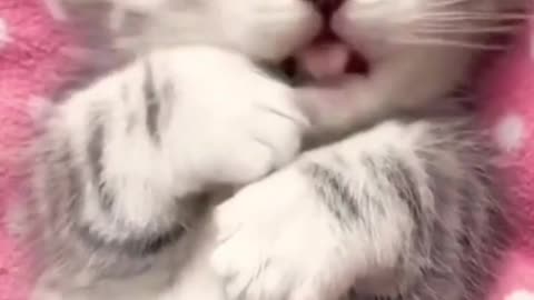 Funny animal videos | Cute animal videos | Funny dog&cat videos | Hilarious pet videos #26