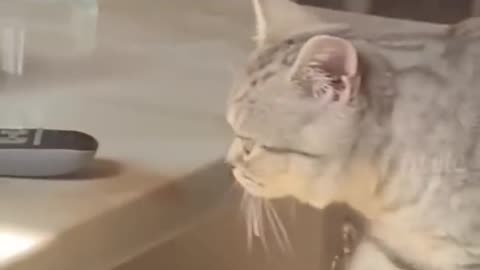 Funny cats