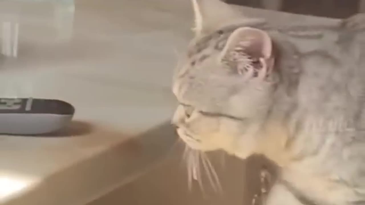 Funny cats