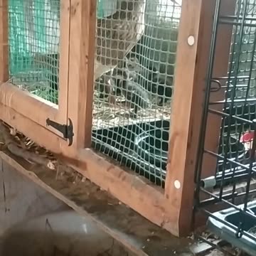 My new little ducklings 🦆