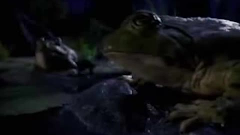 The Biden (Bud) Frogs even get in on the action.