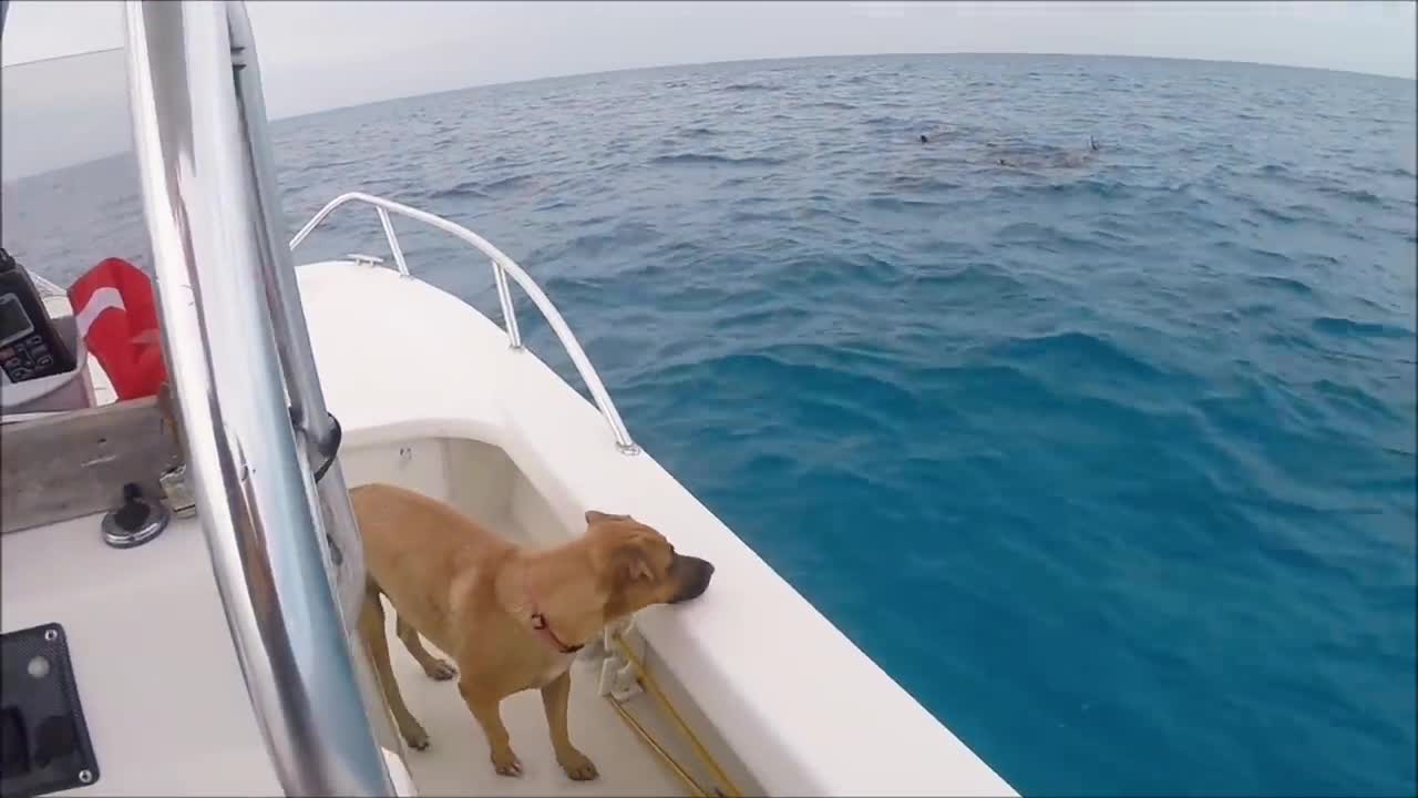 Dog sees Dolphins, Overcomes Fear & Jumps In! | Heart Touching