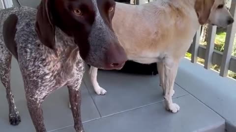 Dog doesn't want DAD to leave him 😂