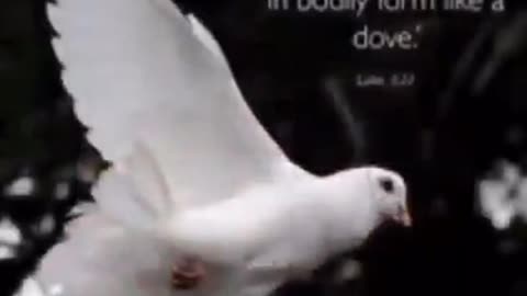 holy Pigeon Come to Church