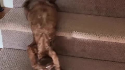 Slinky the cat 😊