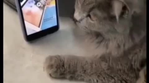 Super Cute Copy Cat.
