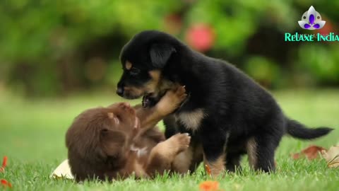 Funny Puppies dogys 2024