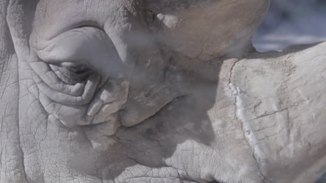 a rhinoceros at a zoo behind a window