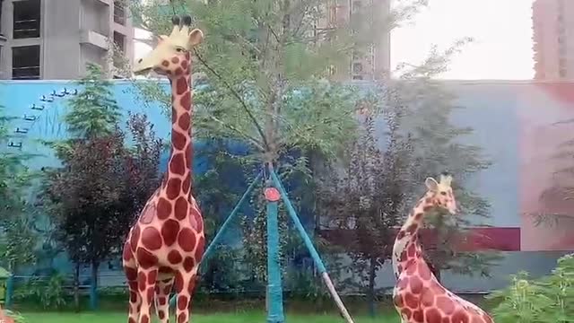 cute giraffe