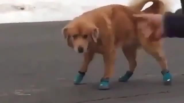 Golden retriever dog reaction after wearing shoes