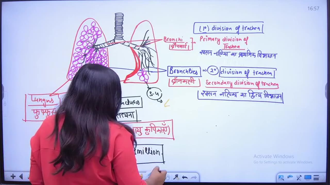 29 Respiratory System 2