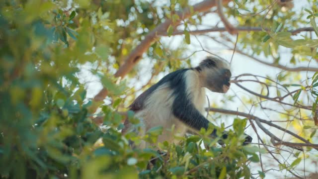 Monkey eating moment